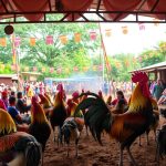daftar situs sabung ayam terbaik